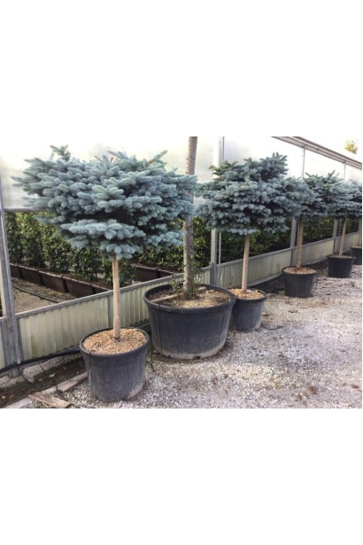 Ель колючая Глаука Глобоза на штамбе саженцы